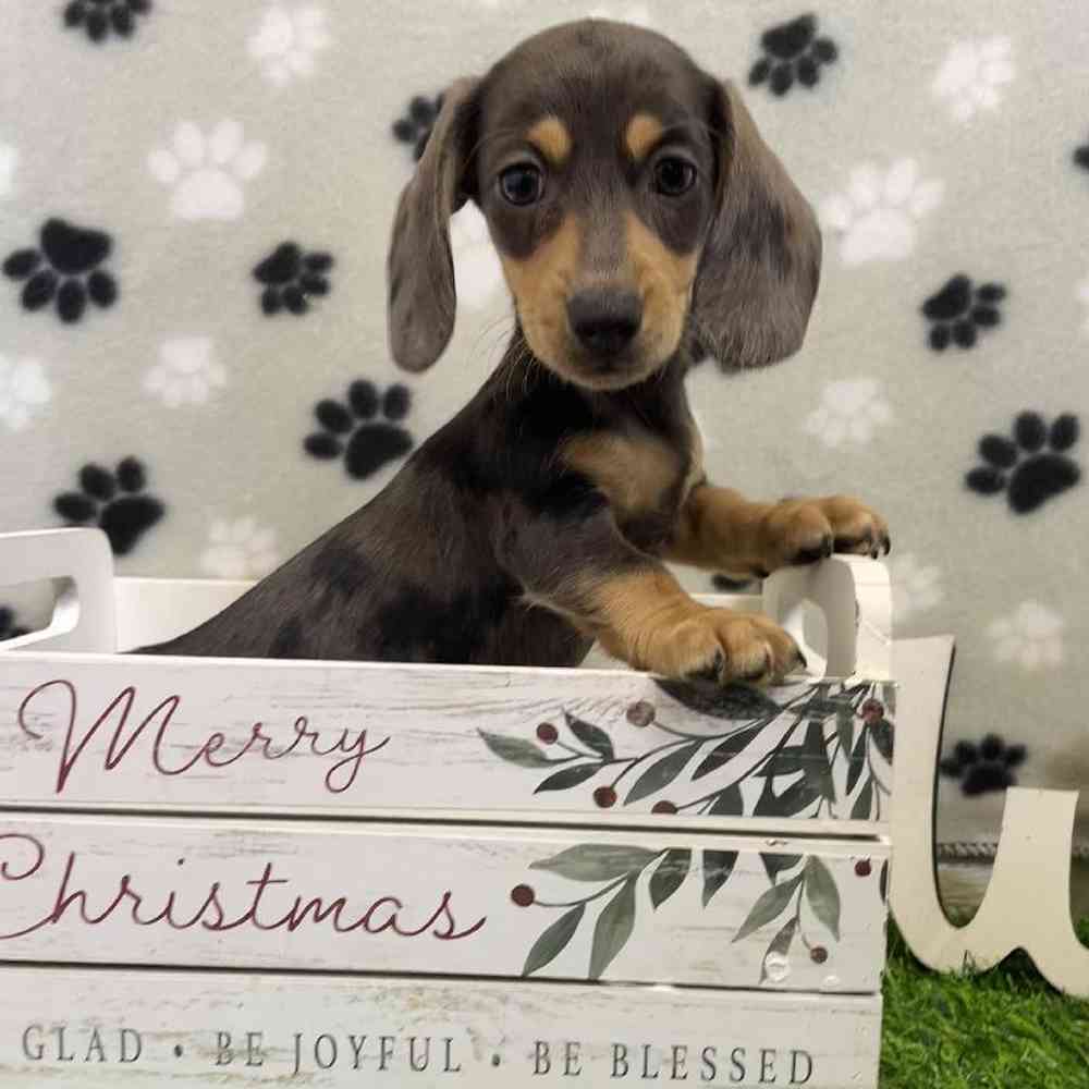 Female Dachshund Puppy for Sale in Arlington, TX