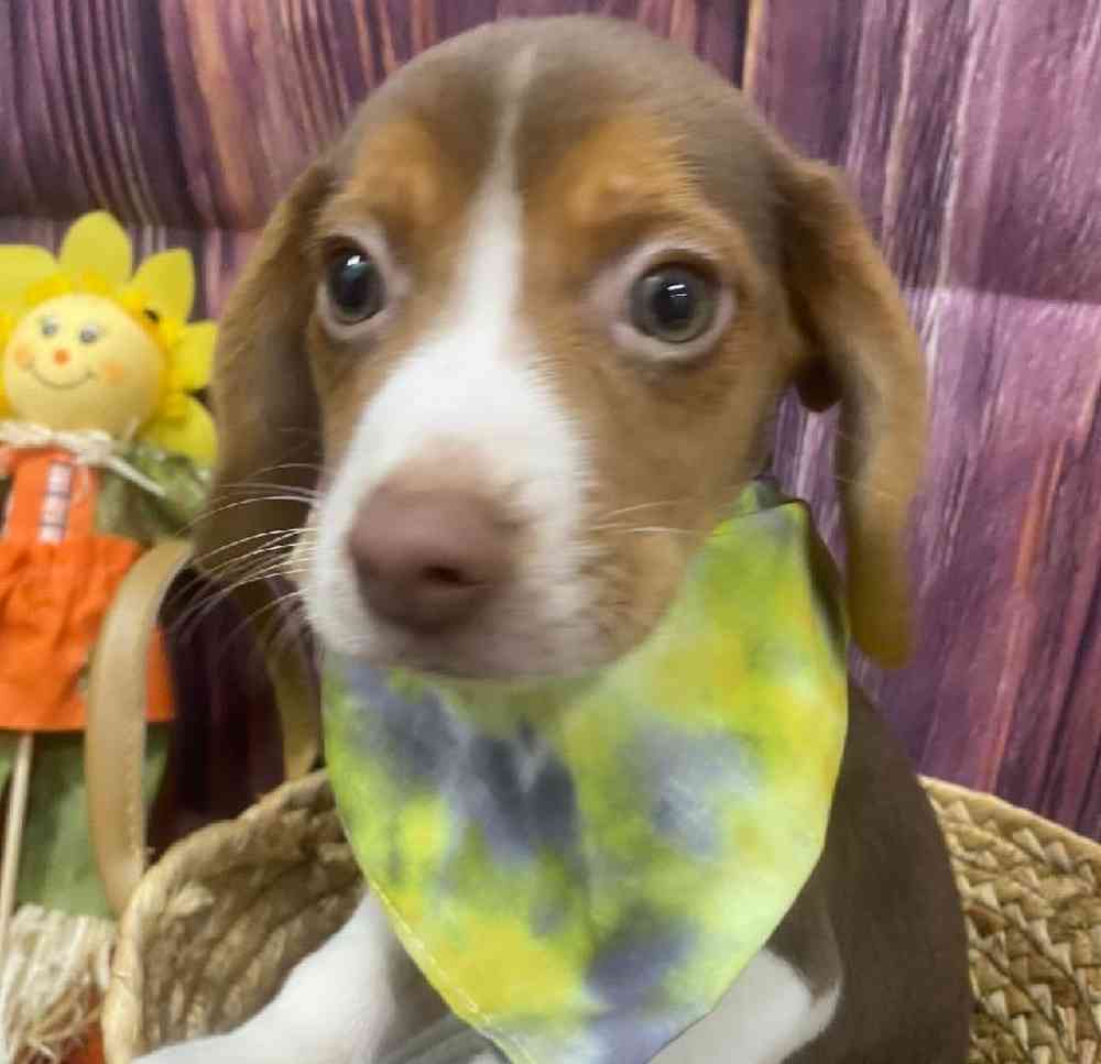 Male Beagle Puppy for Sale in Little Rock, AR