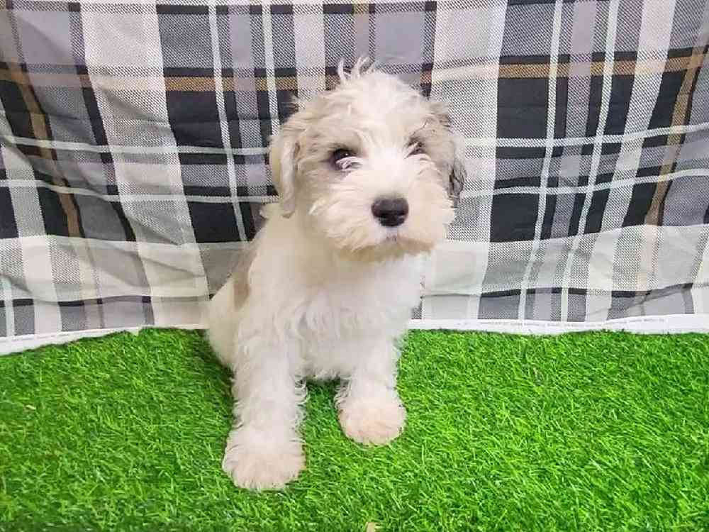 Male Mini Schnauzer Puppy for Sale in ,