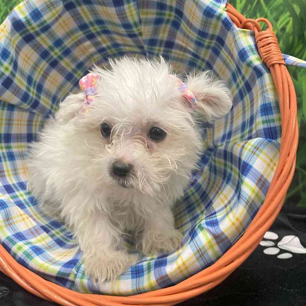 Female Maltese Puppy for Sale in Little Rock, AR