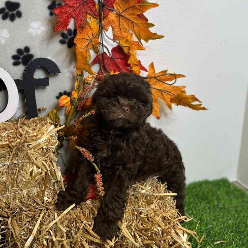 Male Shipoo Puppy for Sale in Arlington, TX