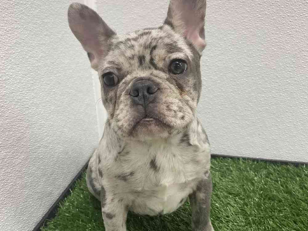 Male French Bulldog Puppy for Sale in Little Rock, AR