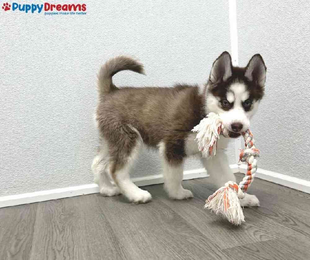 Female Siberian Husky Puppy for Sale in Little Rock, AR