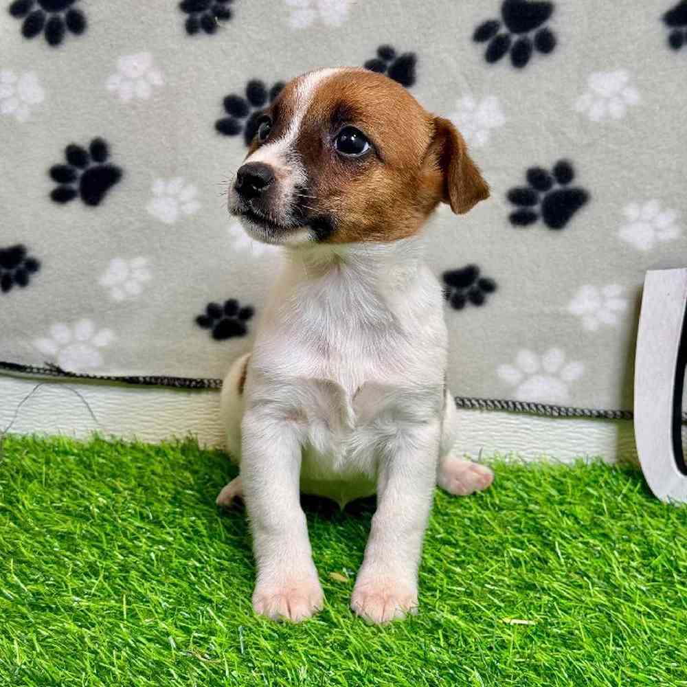 Female Jack Russell Terrier Puppy for Sale in Arlington, TX
