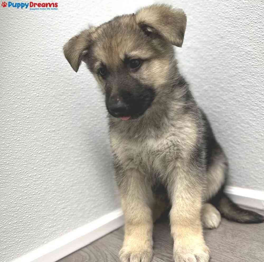 Male German Shepherd Puppy for Sale in Little Rock, AR