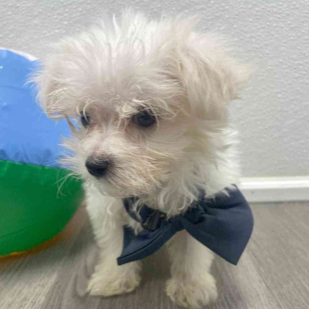 Male Maltese Puppy for Sale in Little Rock, AR