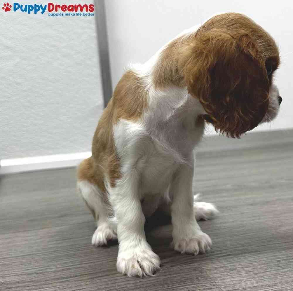 Female Cavalier King Charles Spaniel Puppy for Sale in Little Rock, AR