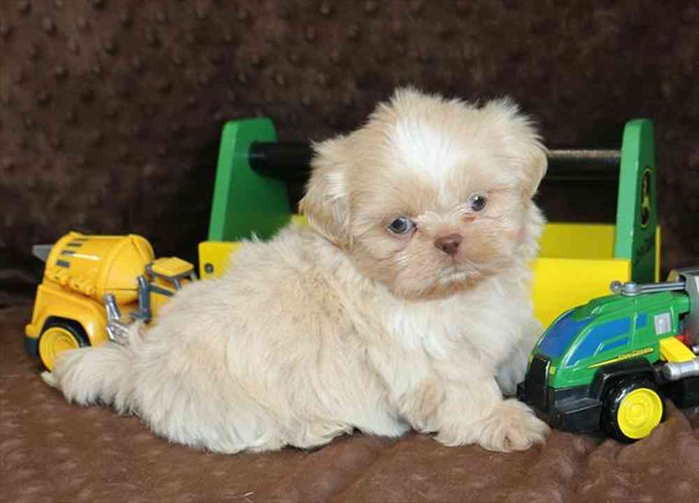 15941973db9787e-1712-422f-a0d7-207892ac49d8179.1shihtzu.JPG
