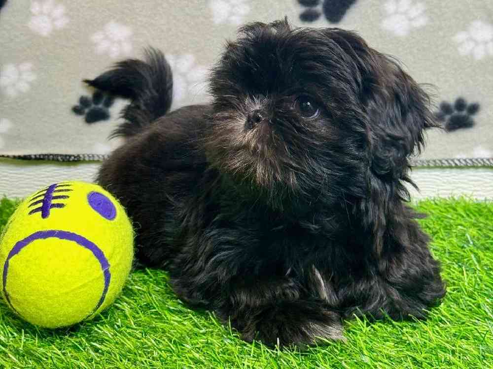Female Shih Tzu Puppy for Sale in Arlington, TX