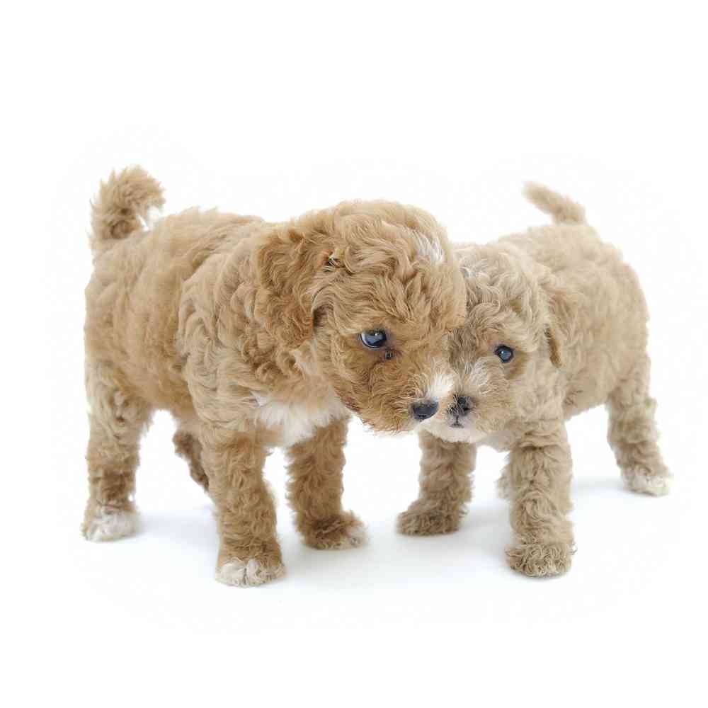 Mini Poodle Puppies for Sale