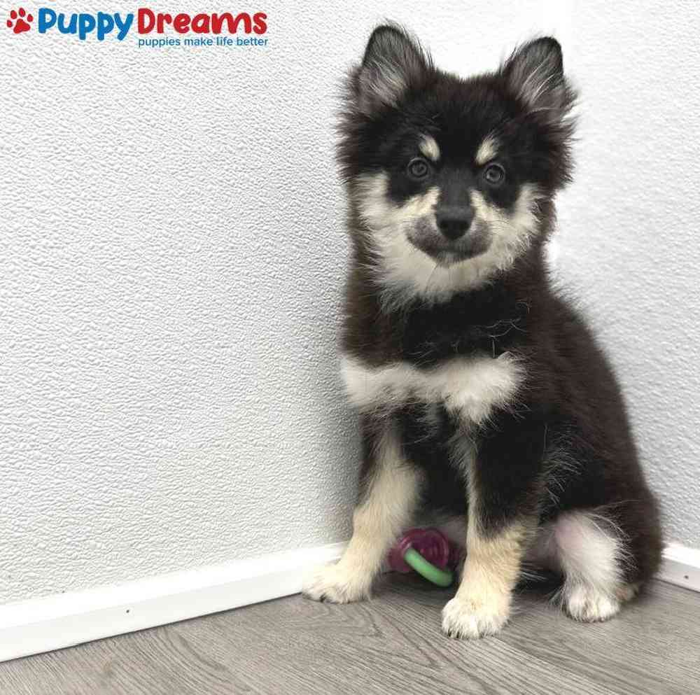 Female Pomsky Puppy for Sale in Little Rock, AR