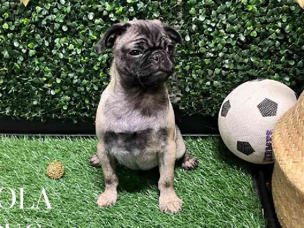 Female Pug Puppy for Sale in Cordova, TN