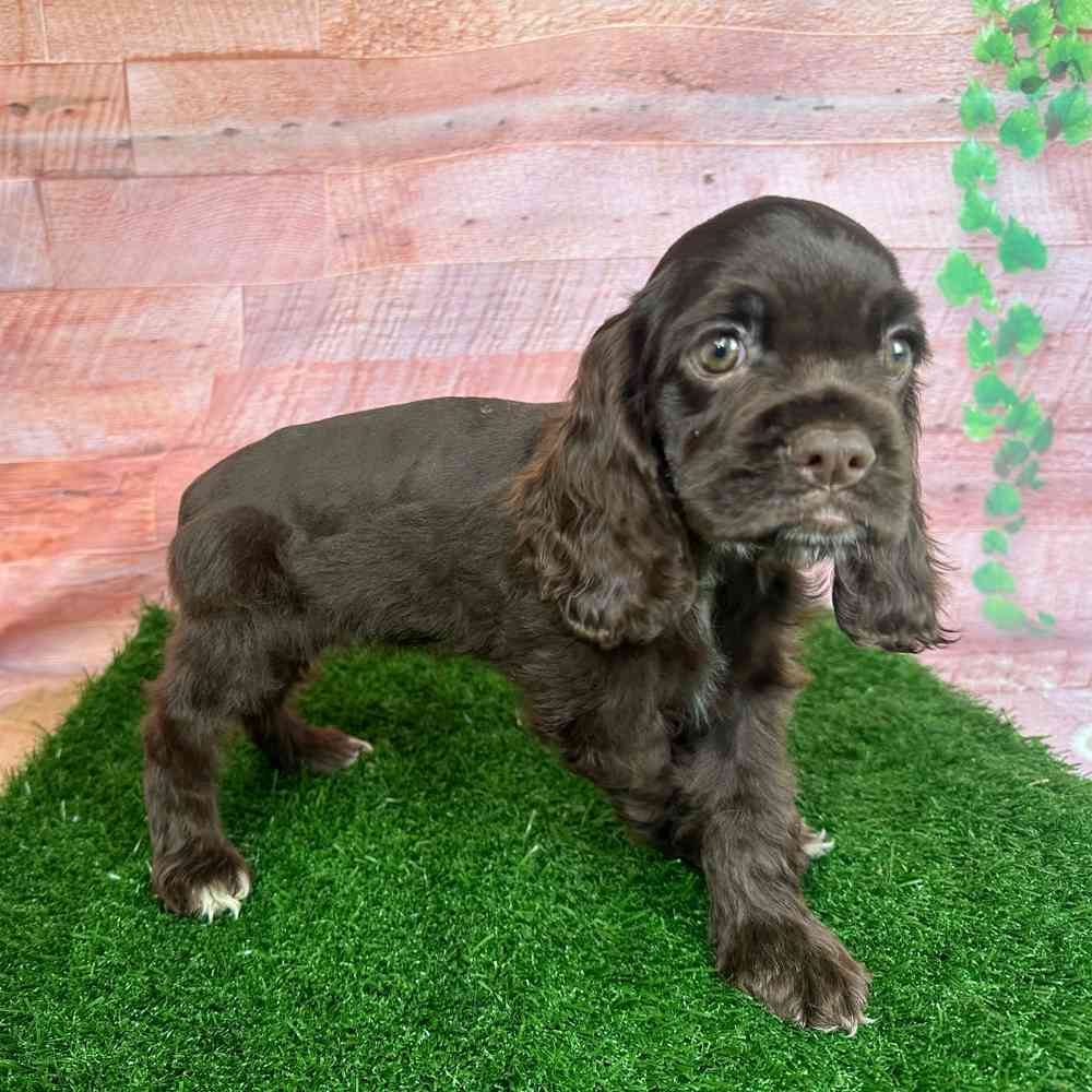 Chocolate cocker spaniel for sale 2025