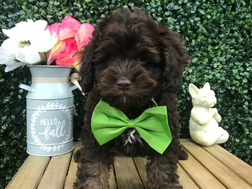 Male Cockapoo Puppy for Sale in Little Rock, AR