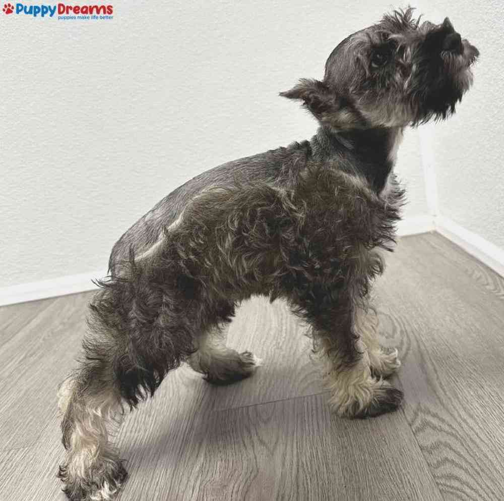 Female Mini Schnauzer Puppy for Sale in Little Rock, AR