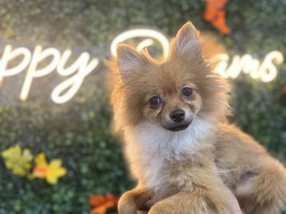 Female Pomeranian Puppy for Sale in Little Rock, AR