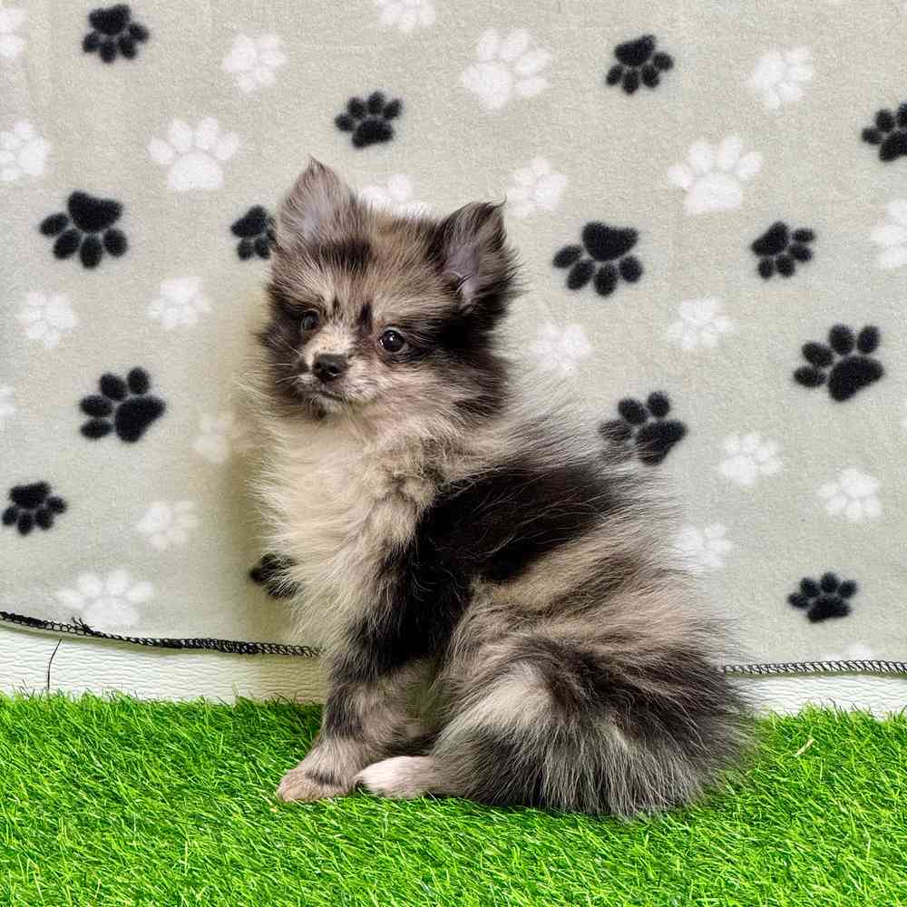 image_cropper_A205AE23-1643-42C5-BC9B-2C3185A42074-2249-0000023BEBE19D48.jpg