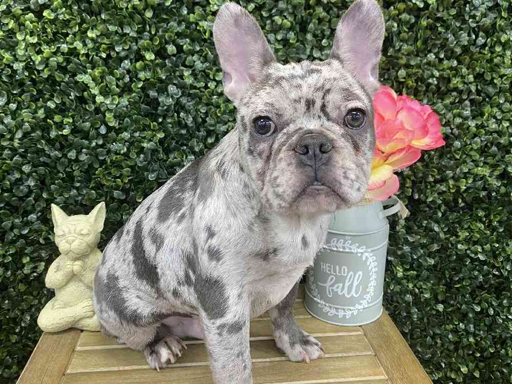 Male French Bulldog Puppy for Sale in Little Rock, AR