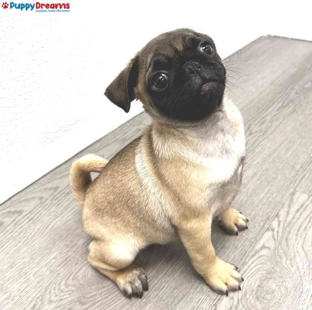 Female Pug Puppy for Sale in Little Rock, AR