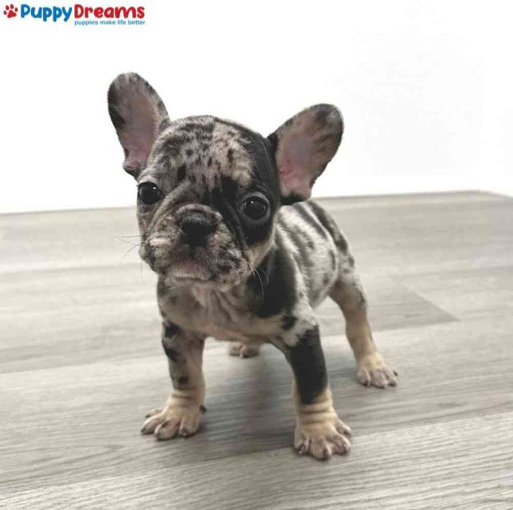 Female French Bulldog Puppy for Sale in Little Rock, AR