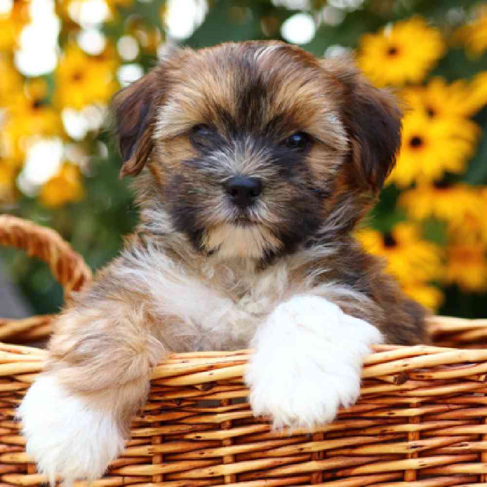 Shorkie Puppies for Sale