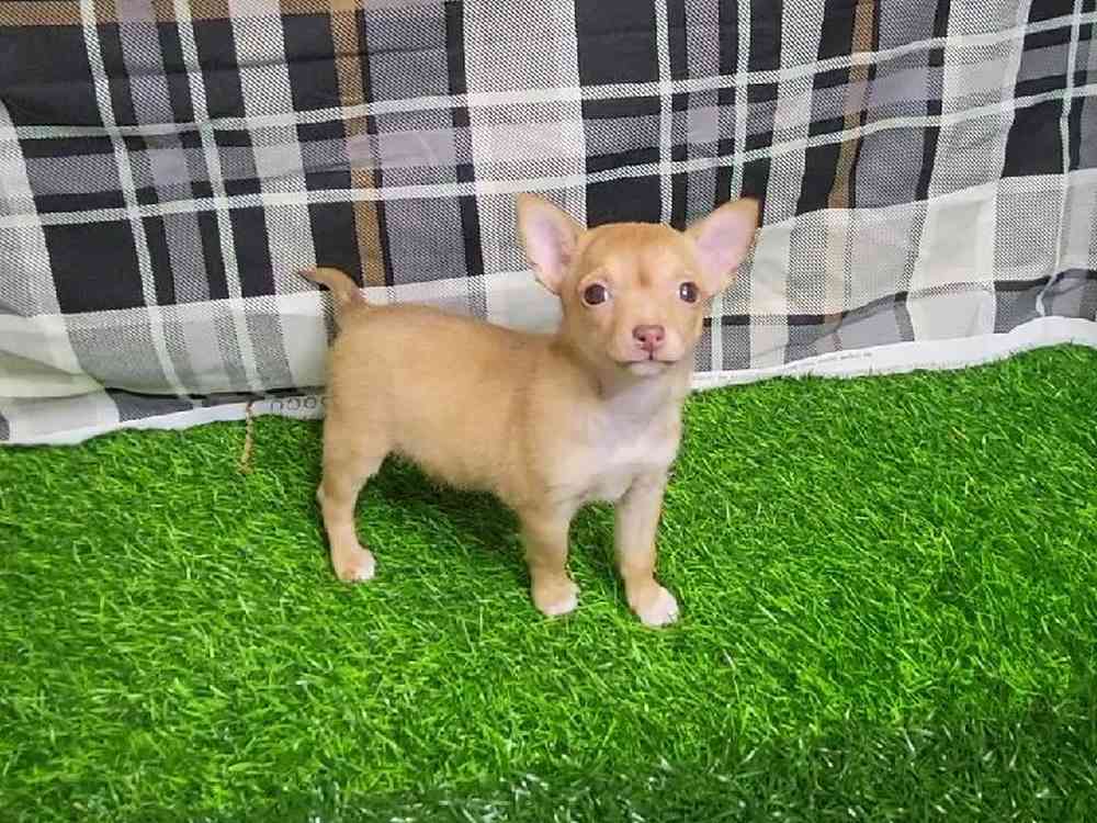 Female Chihuahua Puppy for Sale in ,