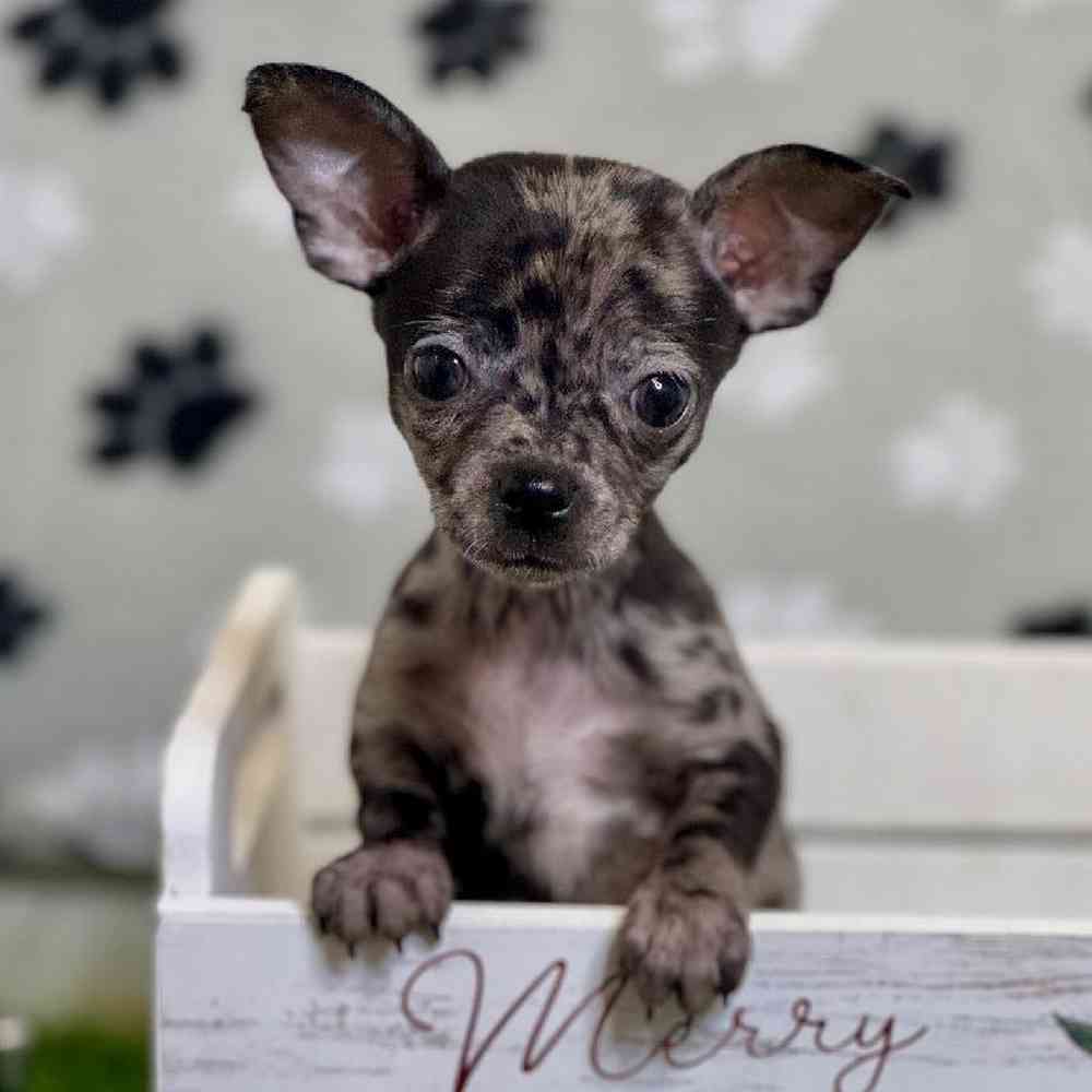 Male Chihuahua Puppy for Sale in Arlington, TX