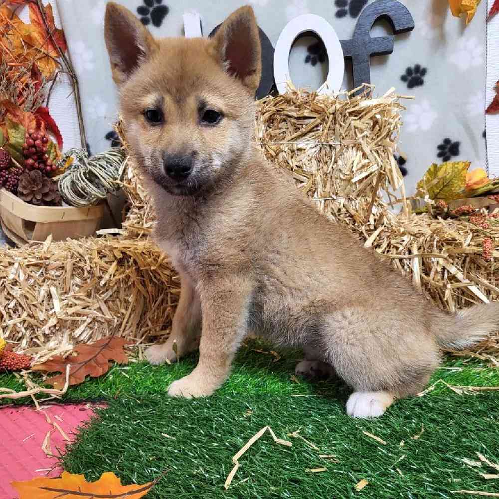 Male Shiba Inu Puppy for Sale in Garland, TX