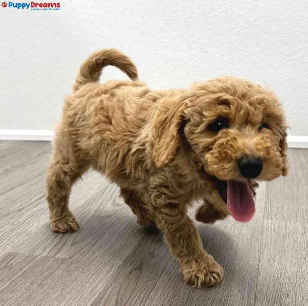 Female Mini Goldendoodle Puppy for Sale in Arlington, TX