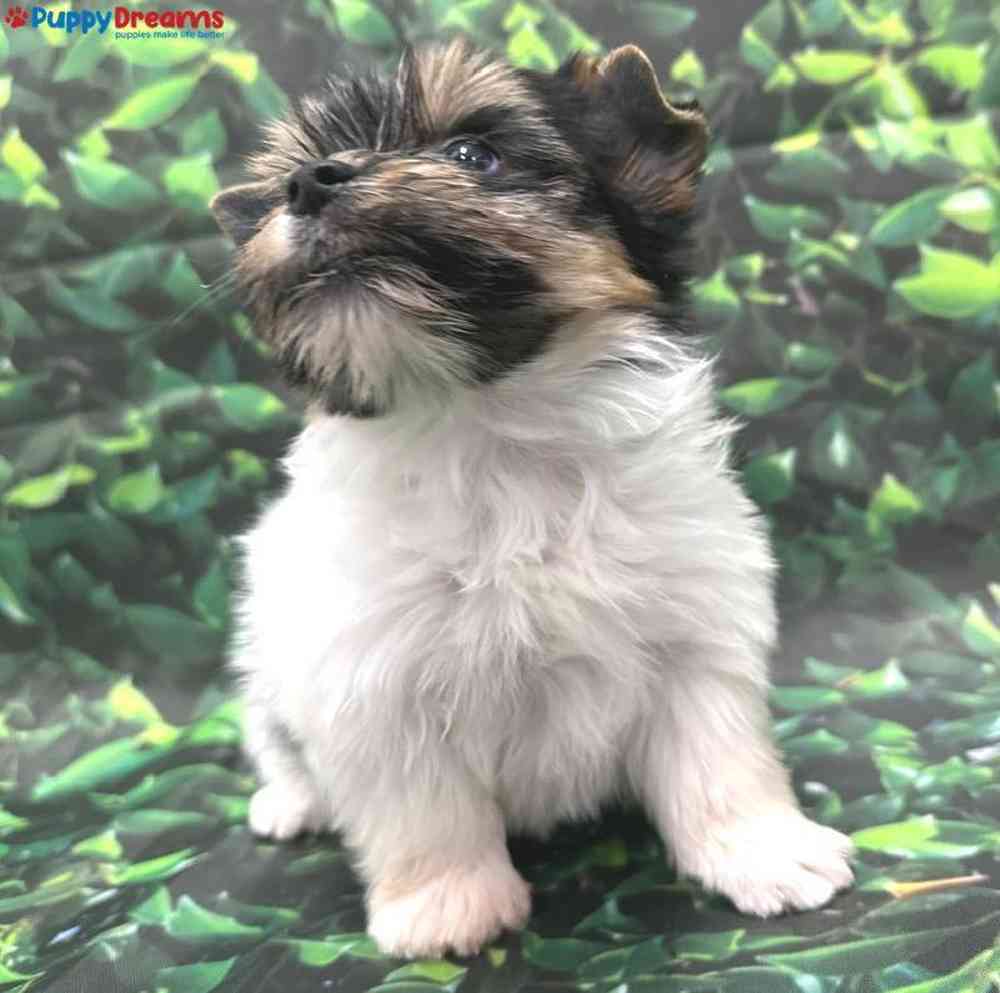 Male Parti Yorkie Puppy for Sale in Little Rock, AR