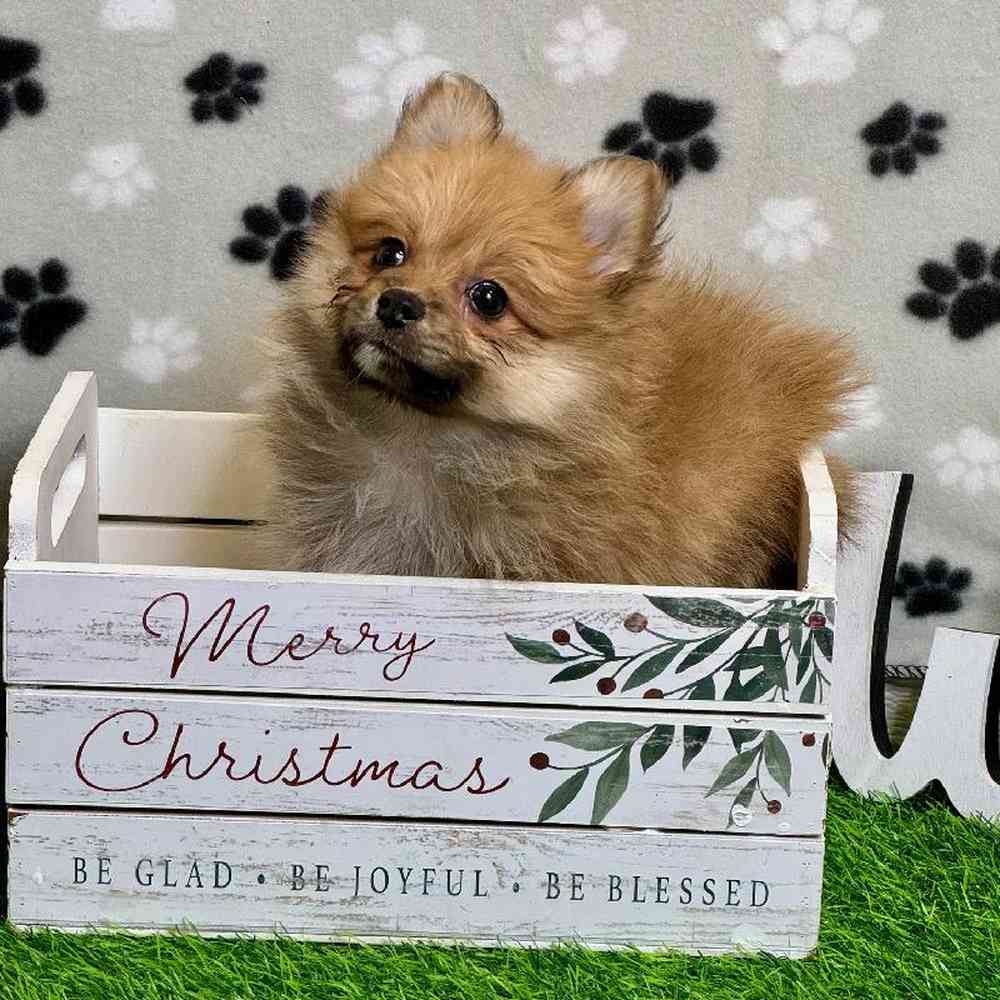 Female Pomeranian Puppy for Sale in ,