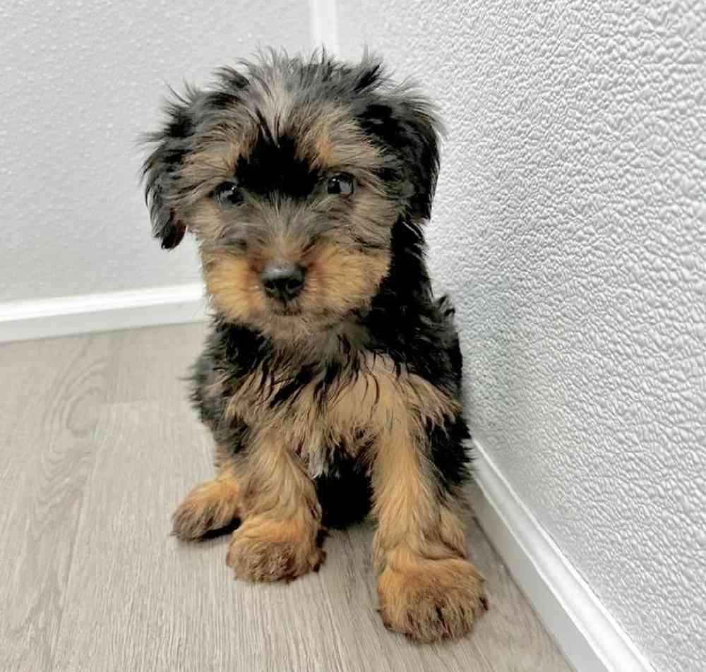 Female Yorkie Puppy for Sale in Little Rock, AR