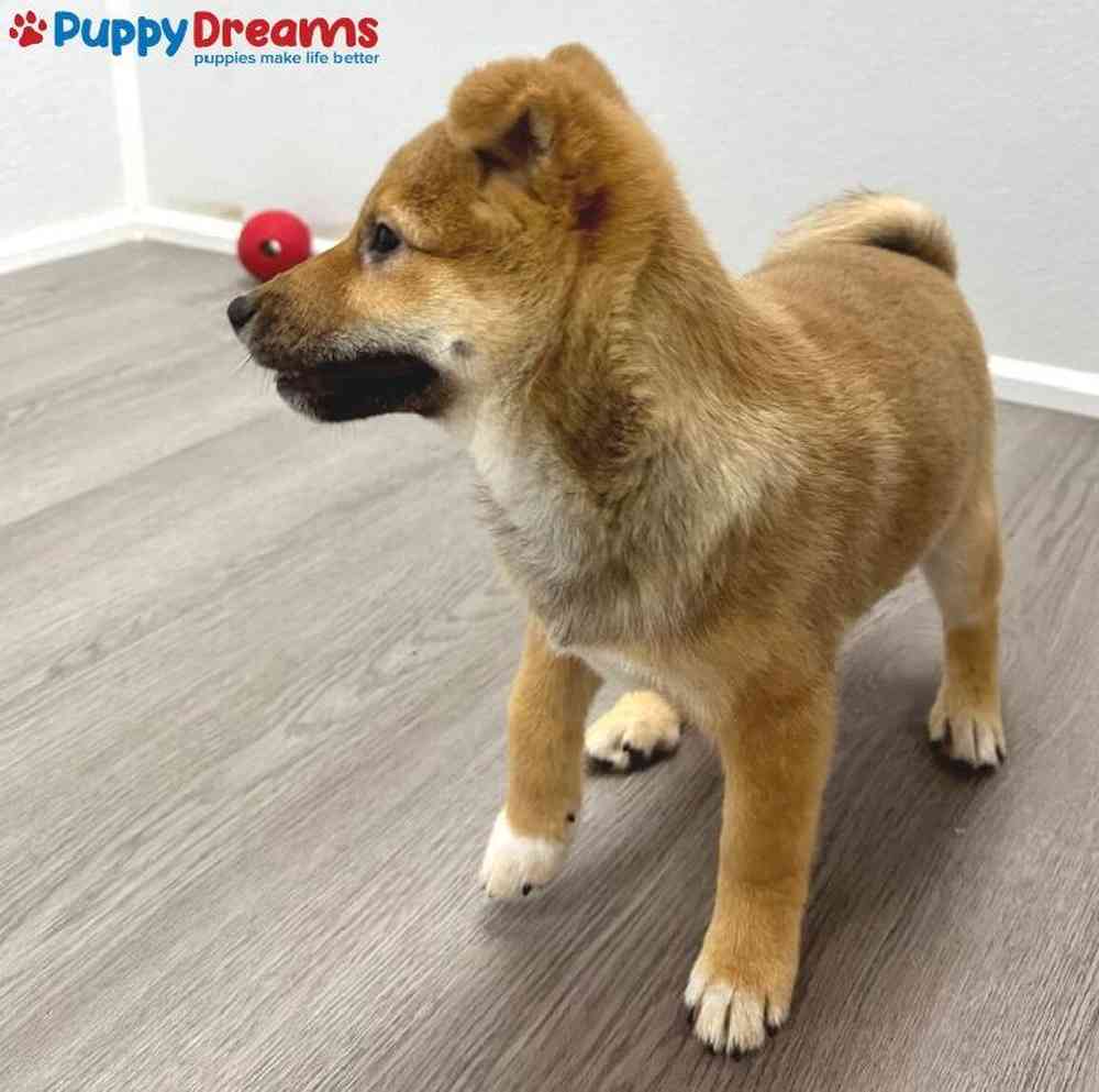 Male Shiba Inu Puppy for Sale in Little Rock, AR