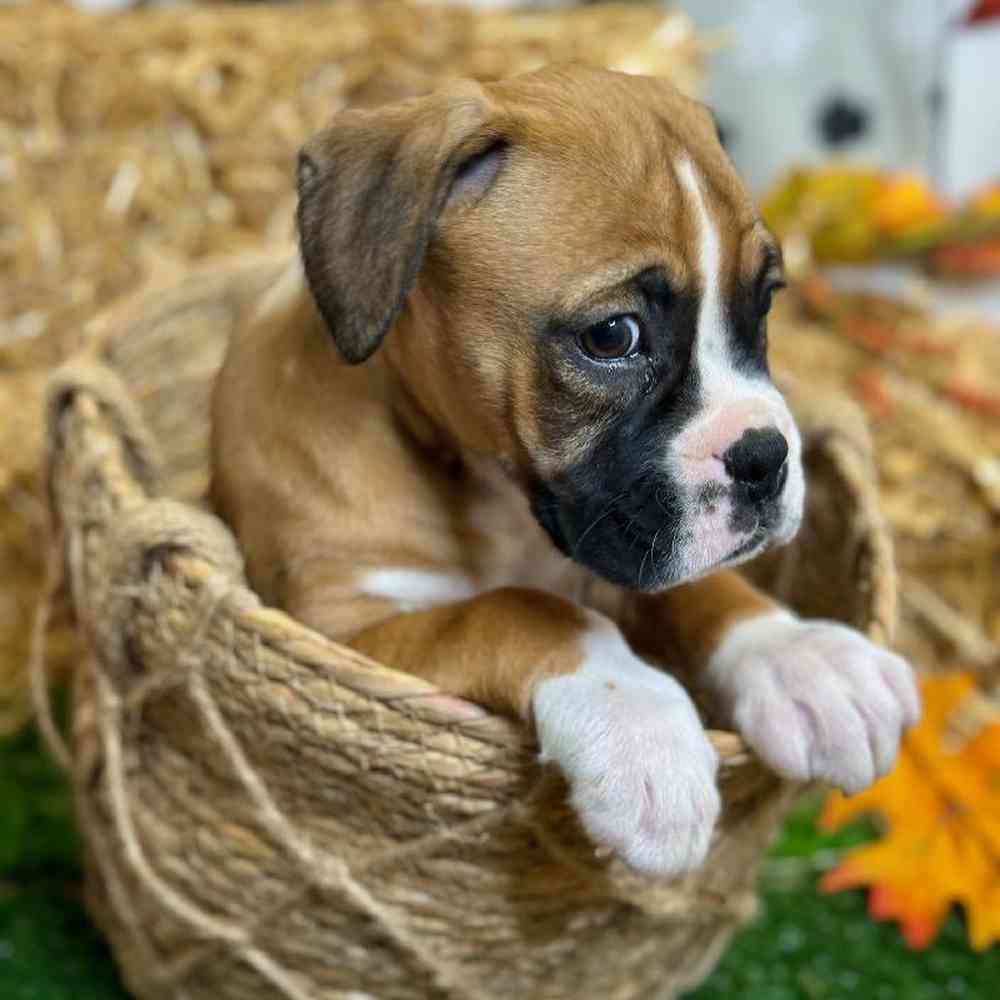 Male Boxer Puppy for Sale in Carrollton, TX