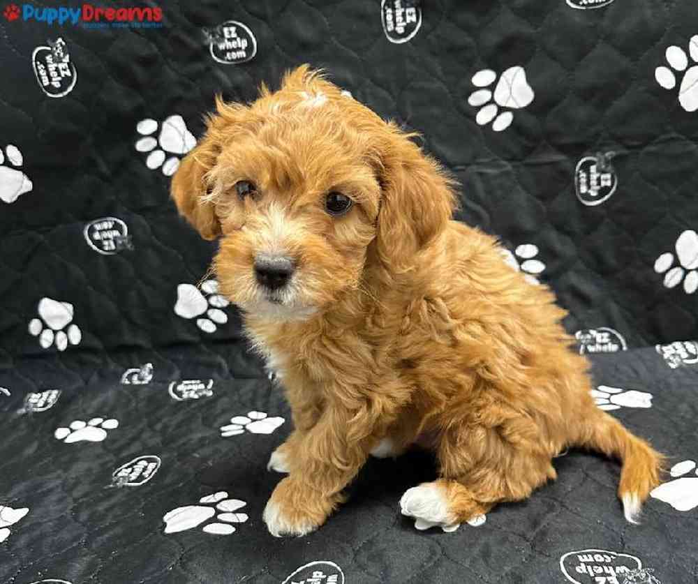 Male Cavapoo Puppy for Sale in Little Rock, AR