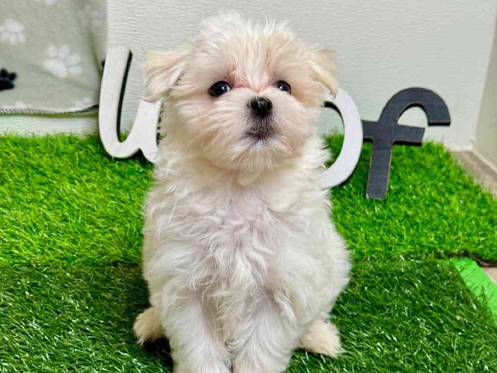 Female Maltese Puppy for Sale in Carrollton, TX