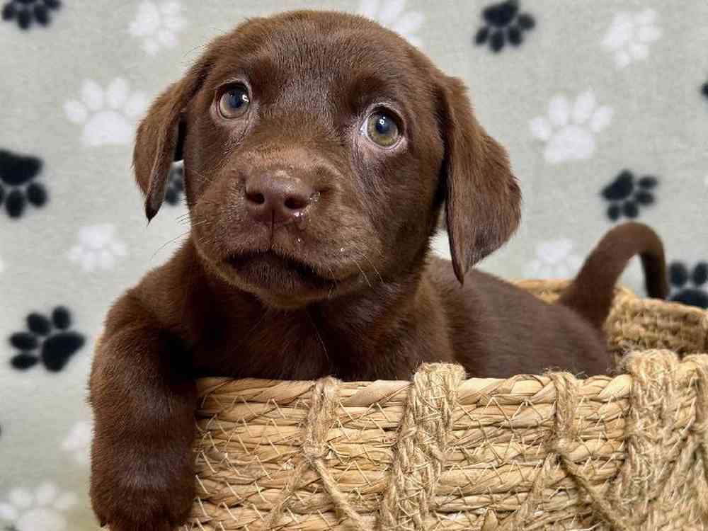 Female Labrador Retriever Puppy for Sale in Arlington, TX