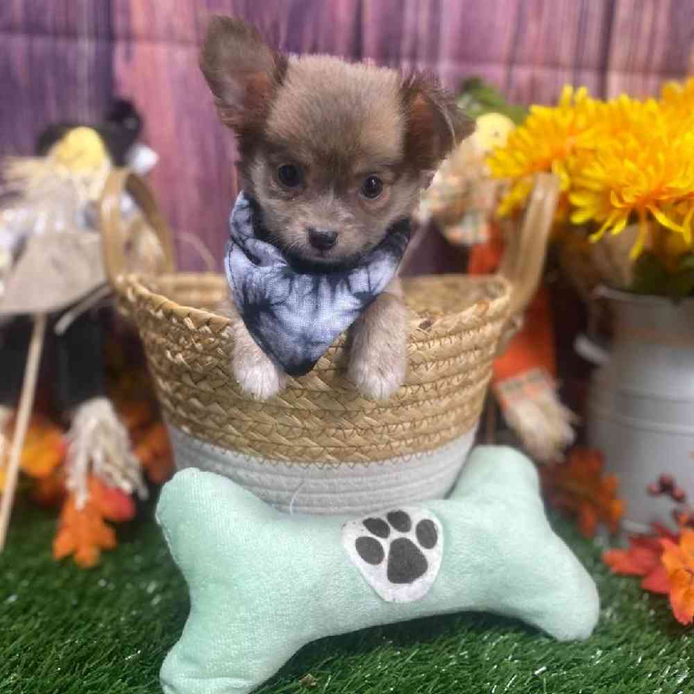 Male Chihuahua Puppy for Sale in Arlington, TX