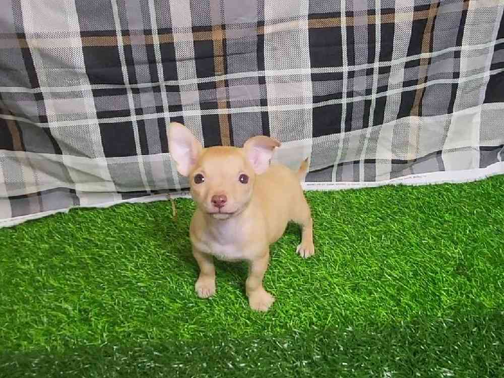 Male Chihuahua Puppy for Sale in ,
