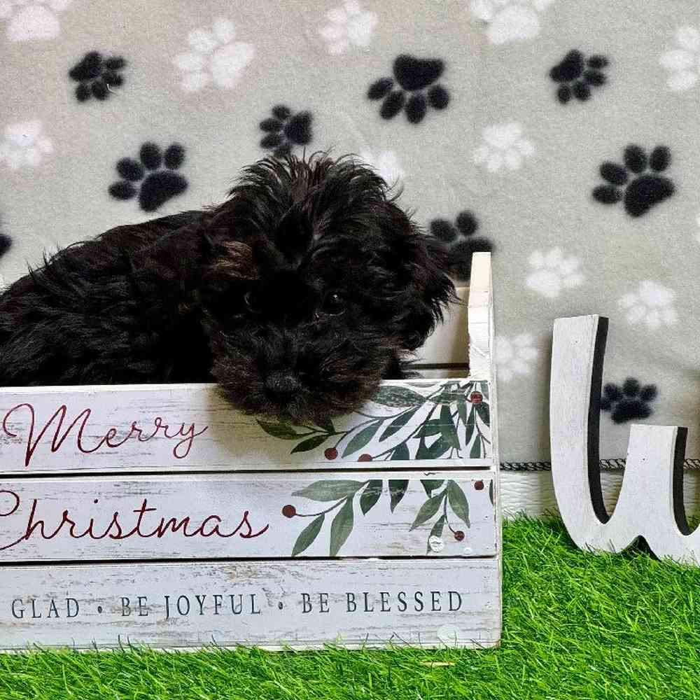 Female Yorkie-Poo Puppy for Sale in ,