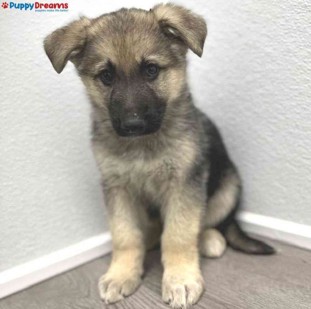 Male German Shepherd Puppy for Sale in Little Rock, AR