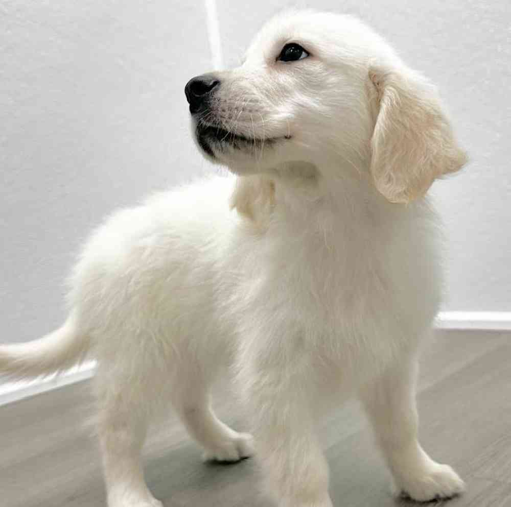 Female Golden Retriever Puppy for Sale in Little Rock, AR