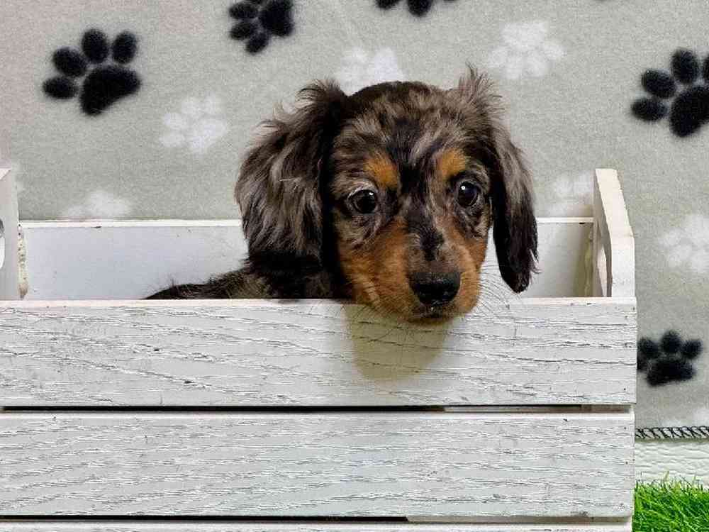 Female Dachshund Puppy for Sale in Arlington, TX