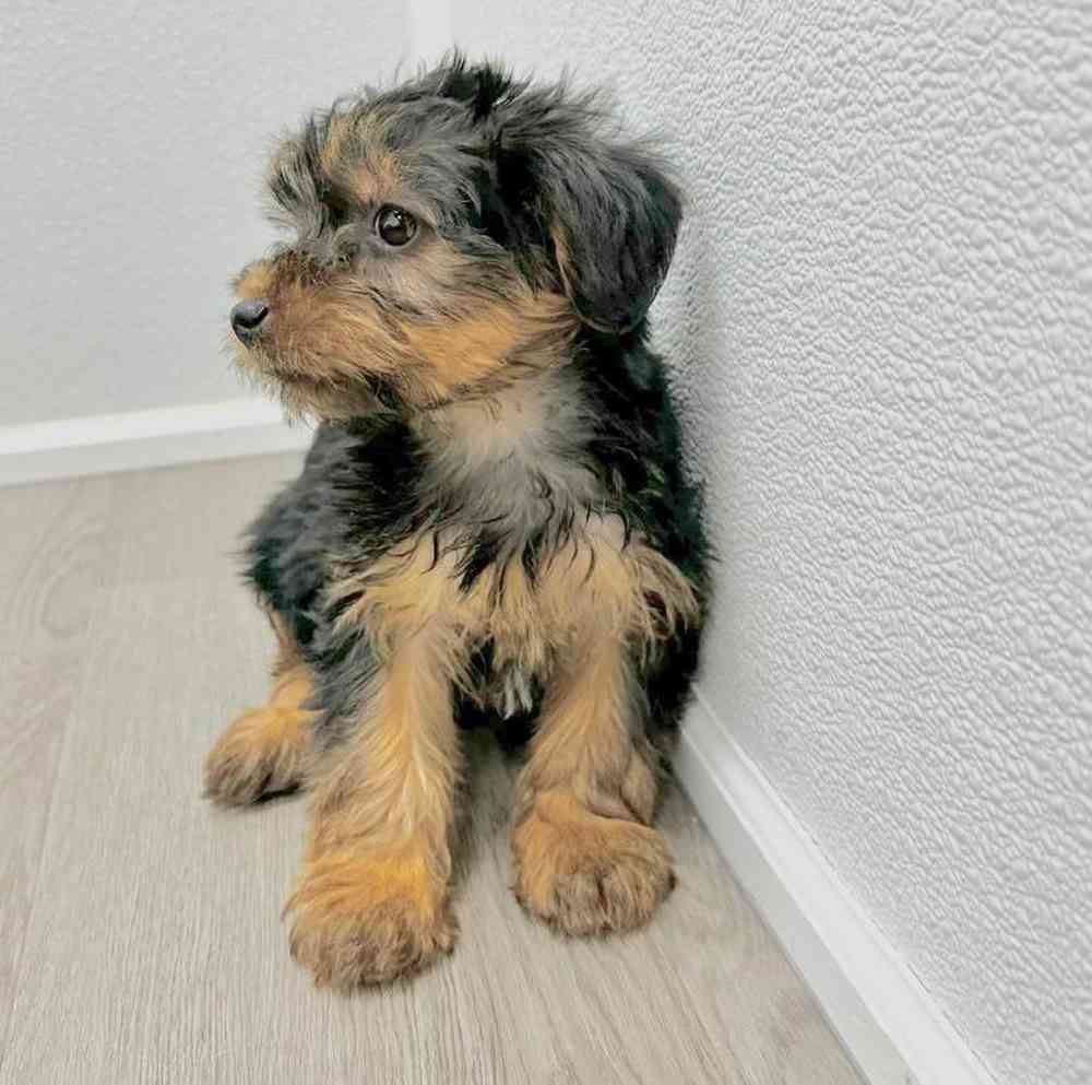 Female Yorkie Puppy for Sale in Little Rock, AR