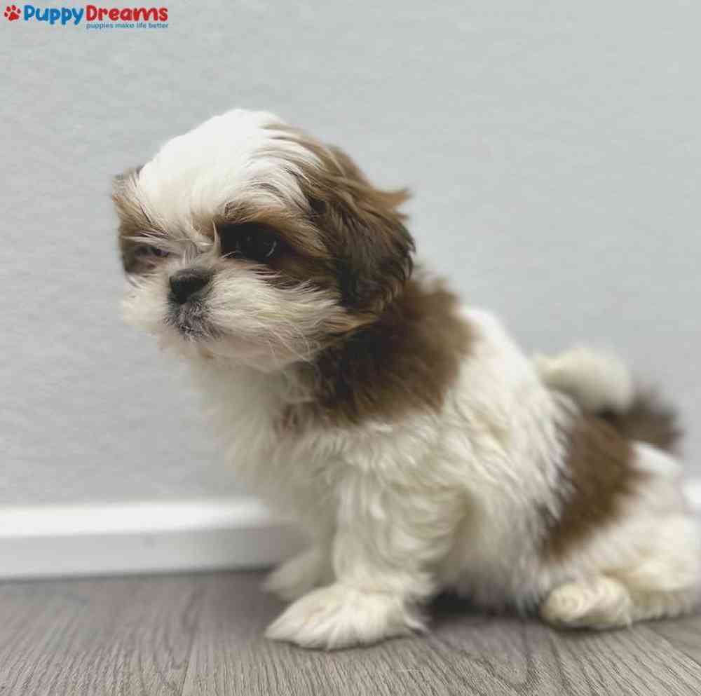 Female Shih Tzu Puppy for Sale in Little Rock, AR