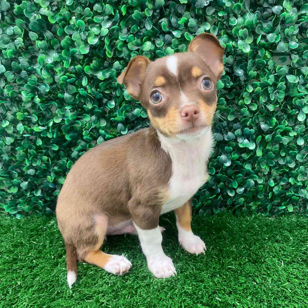 Chocolate chihuahua for sale near me online