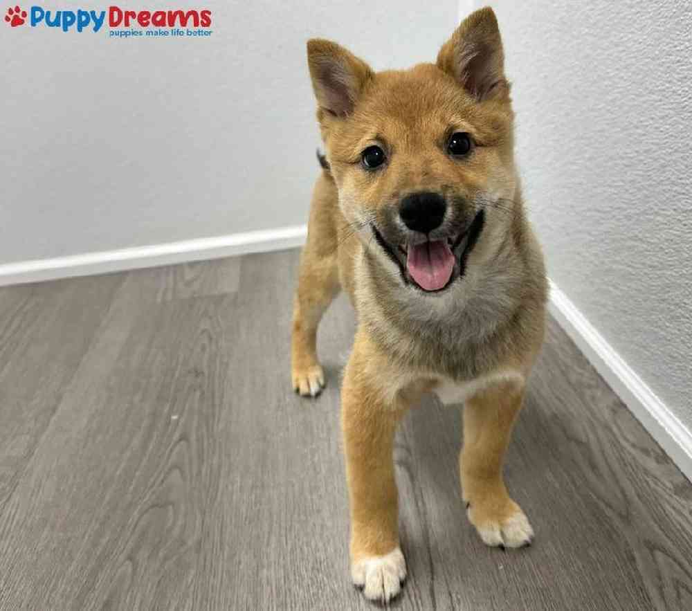 Male Shiba Inu Puppy for Sale in Little Rock, AR