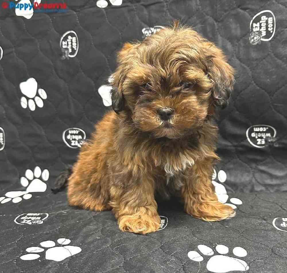 Male Shipoo Puppy for Sale in Little Rock, AR