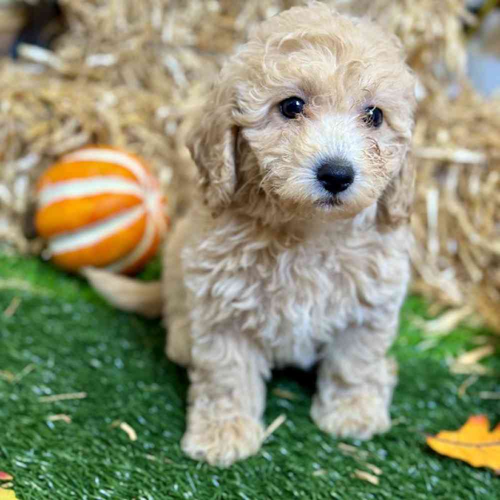 Female Maltipoo Puppy for Sale in Arlington, TX