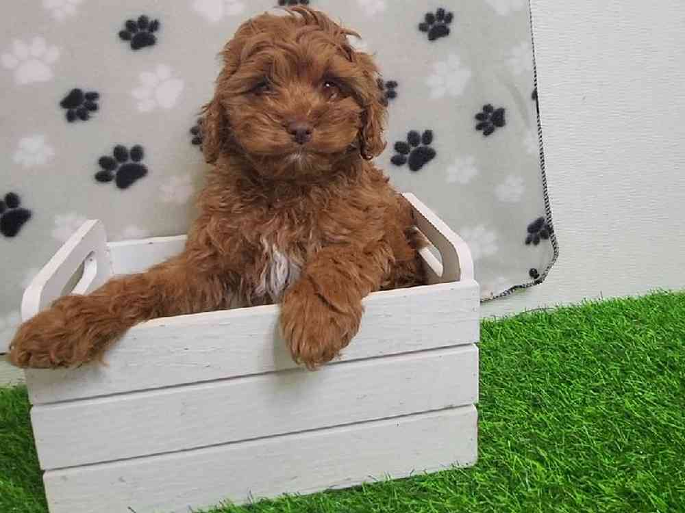 Female Cockapoo Puppy for Sale in ,